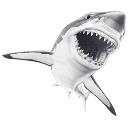 SHARKY 03072SA6.gif